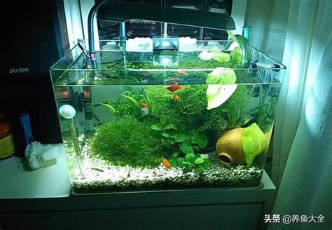 黑色小魚|小型魚缸適合養的十種魚